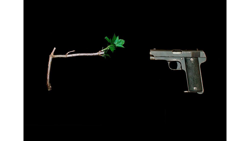 Once a year the stick shoots